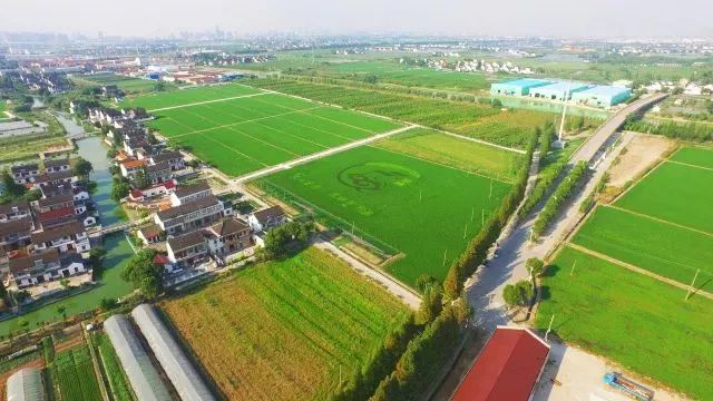 上海小众好玩的地方,上海闵行区小众景点