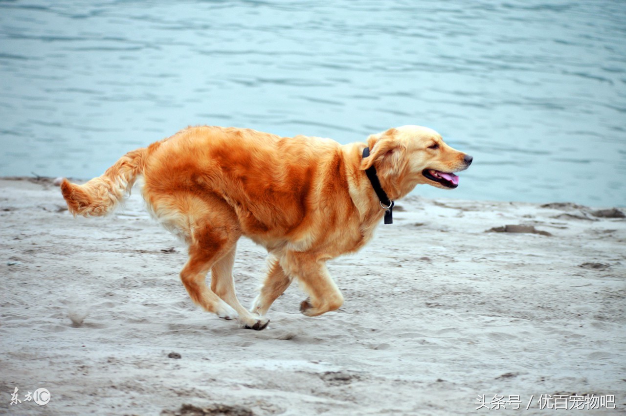 金毛当妈妈了缺什么去喂,金毛当主人妈妈