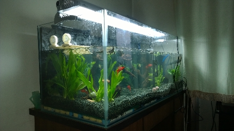 巨头蛋龟饲养环境造景,养龟养鱼生态缸