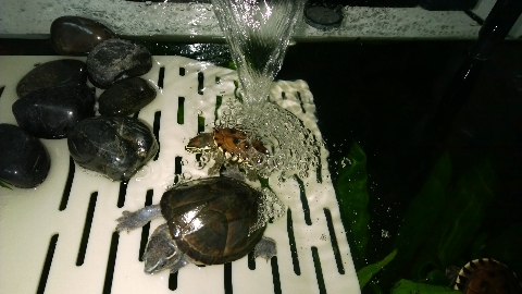 巨头蛋龟饲养环境造景,养龟养鱼生态缸