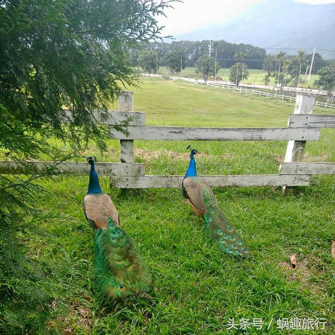 去台湾跟团游还是自由行,第一次去台湾跟团好还是自由行好