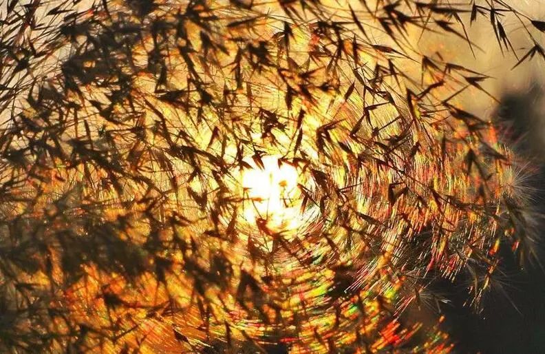 寒气席卷、叶汽成霜……陕西6处大美雾凇奇景上线!