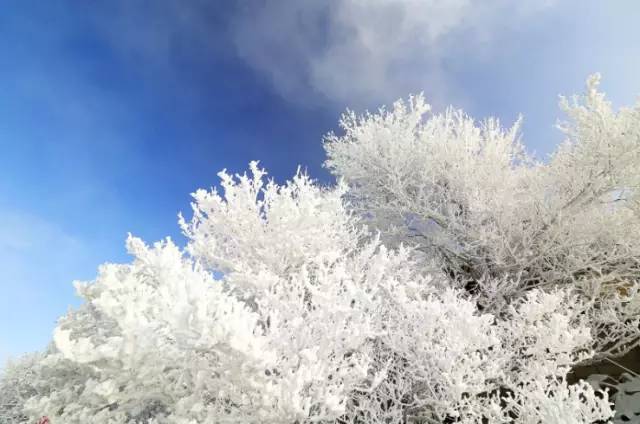 寒气席卷、叶汽成霜……陕西6处大美雾凇奇景上线!