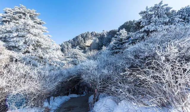 寒气席卷、叶汽成霜……陕西6处大美雾凇奇景上线!