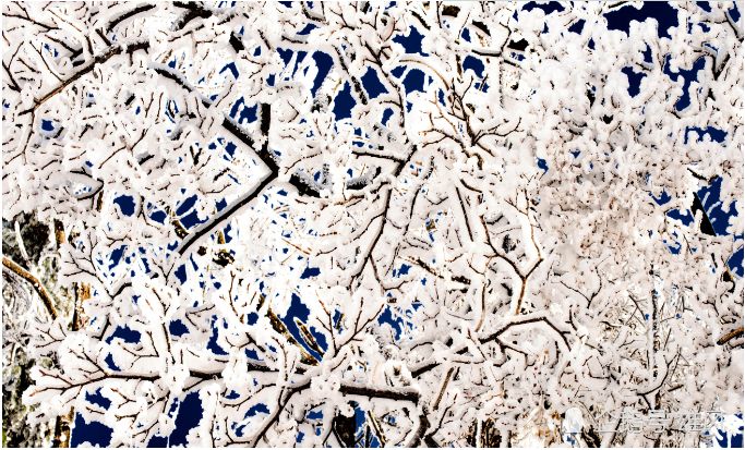 寒气席卷、叶汽成霜……陕西6处大美雾凇奇景上线!