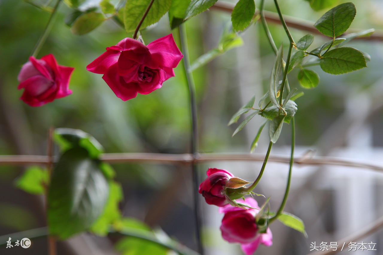 藤本蔷薇月季花,藤本爬藤月季花苗