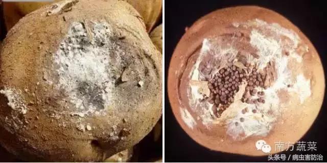 马铃薯小叶病防治,马铃薯黄叶病怎样治