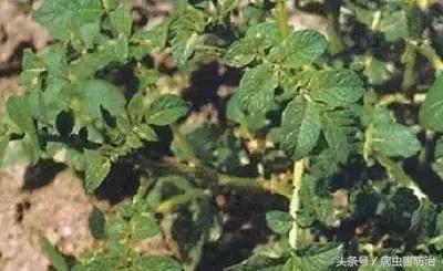 马铃薯小叶病防治,马铃薯黄叶病怎样治