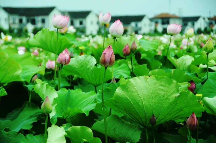 上海小众好玩的地方,上海闵行区小众景点