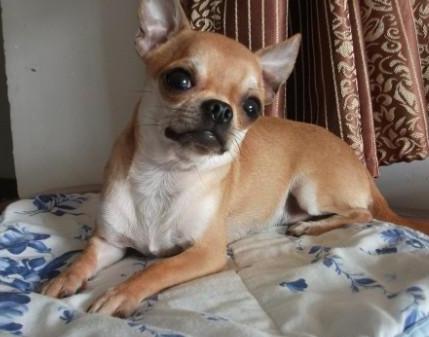 犬百科大全,犬种百科之安纳托利亚牧羊犬