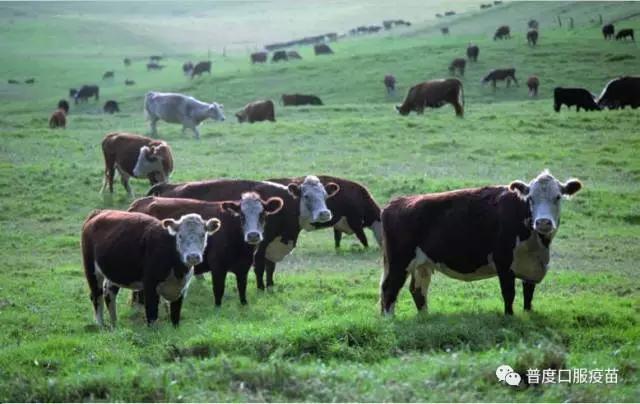 普度5号,肉牛口蹄疫的症状和治疗方法
