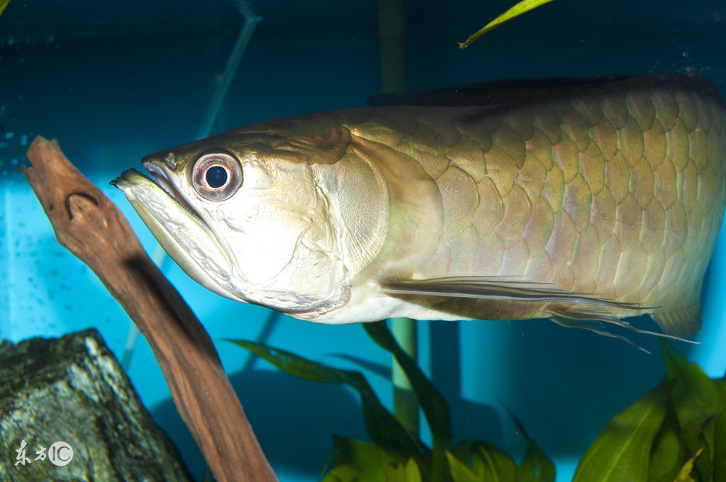 龙鱼的说说,龙鱼新手入坑