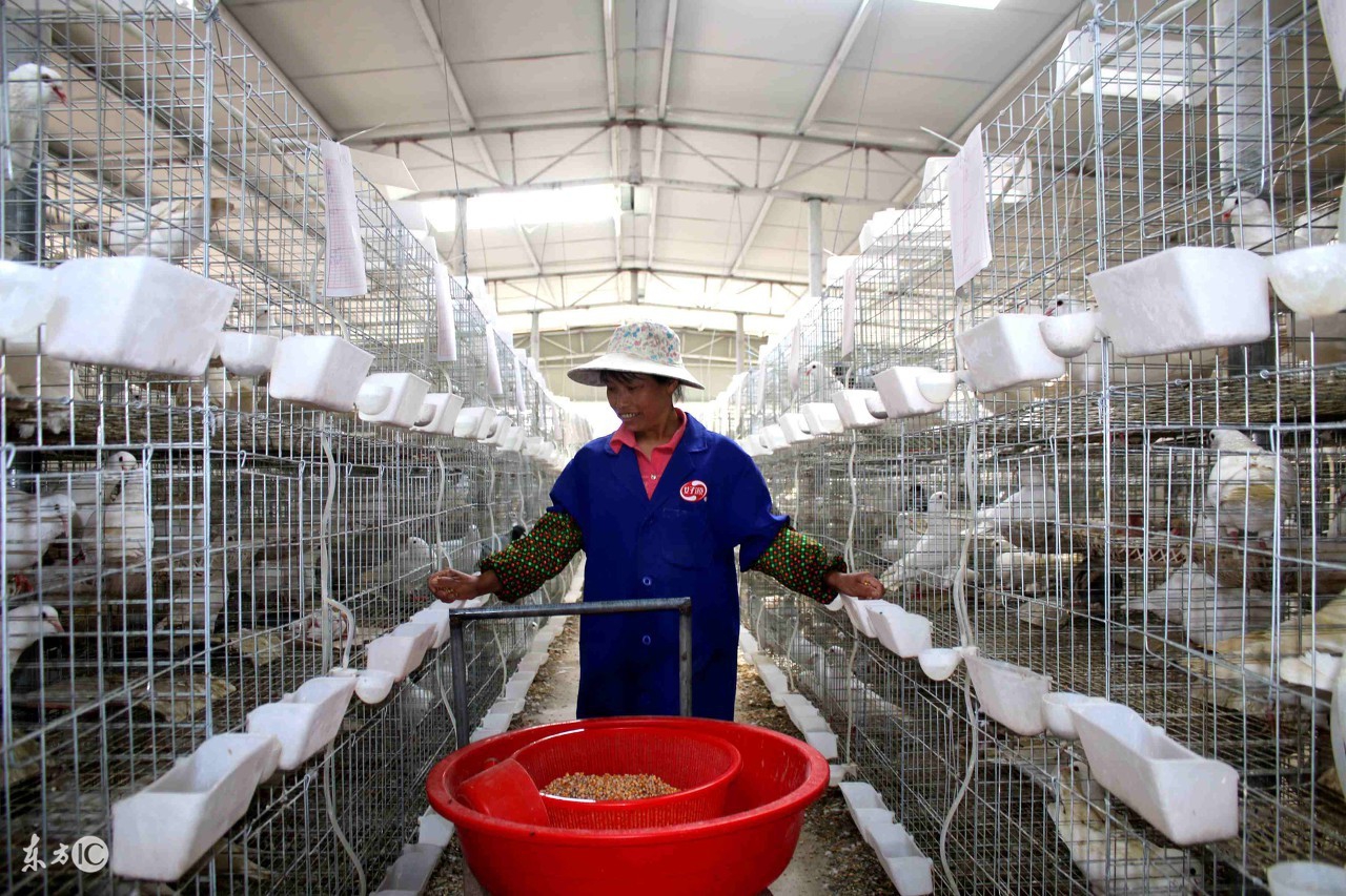 鸽子配对后不飞怎么回事,落地王鸽子配对成功不下蛋怎么办