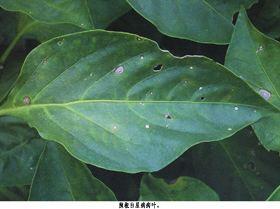 辣椒白星病和褐斑病图片,辣椒白星病与白斑病的区别