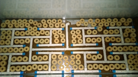 巨头蛋龟饲养环境造景,养龟养鱼生态缸