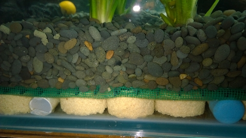 巨头蛋龟饲养环境造景,养龟养鱼生态缸