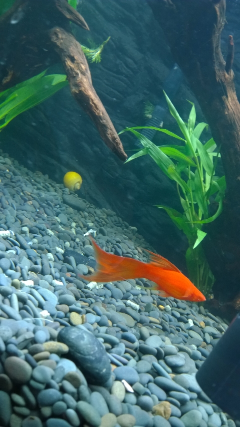 巨头蛋龟饲养环境造景,养龟养鱼生态缸