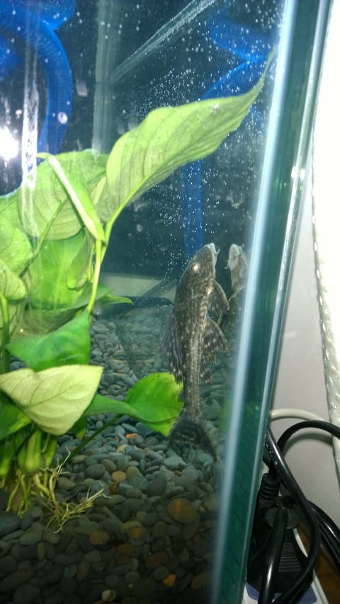 巨头蛋龟饲养环境造景,养龟养鱼生态缸