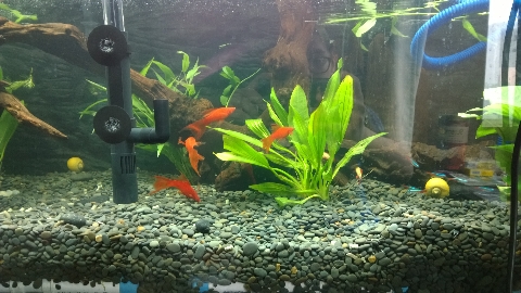 巨头蛋龟饲养环境造景,养龟养鱼生态缸