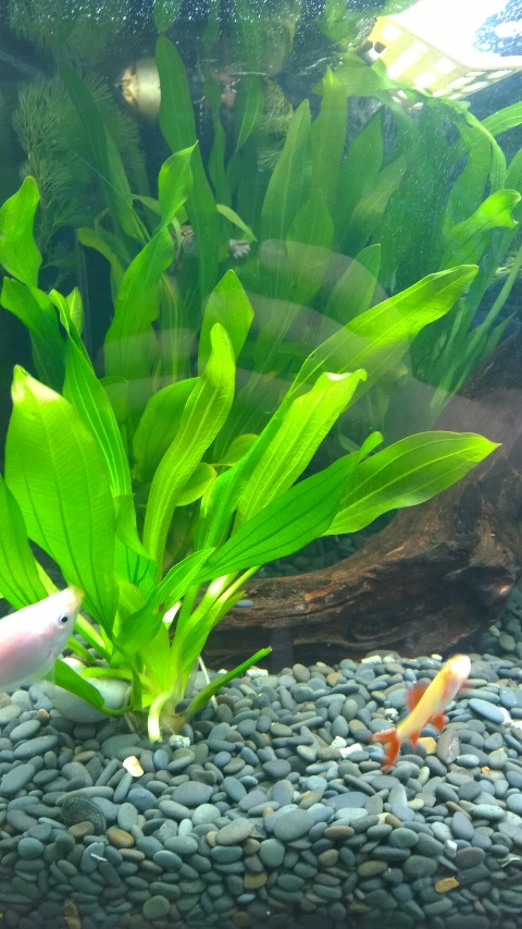 巨头蛋龟饲养环境造景,养龟养鱼生态缸