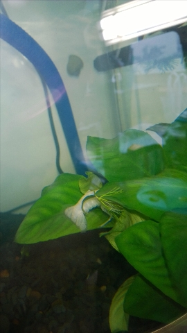 巨头蛋龟饲养环境造景,养龟养鱼生态缸