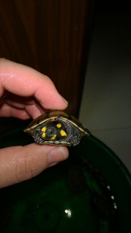 巨头蛋龟饲养环境造景,养龟养鱼生态缸