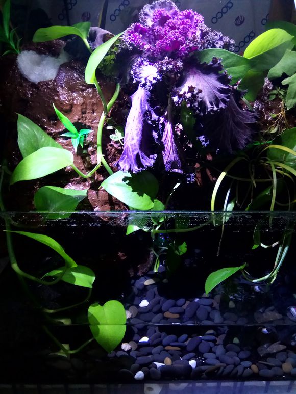 缸小养龟怎么造景,养龟小缸造景图片