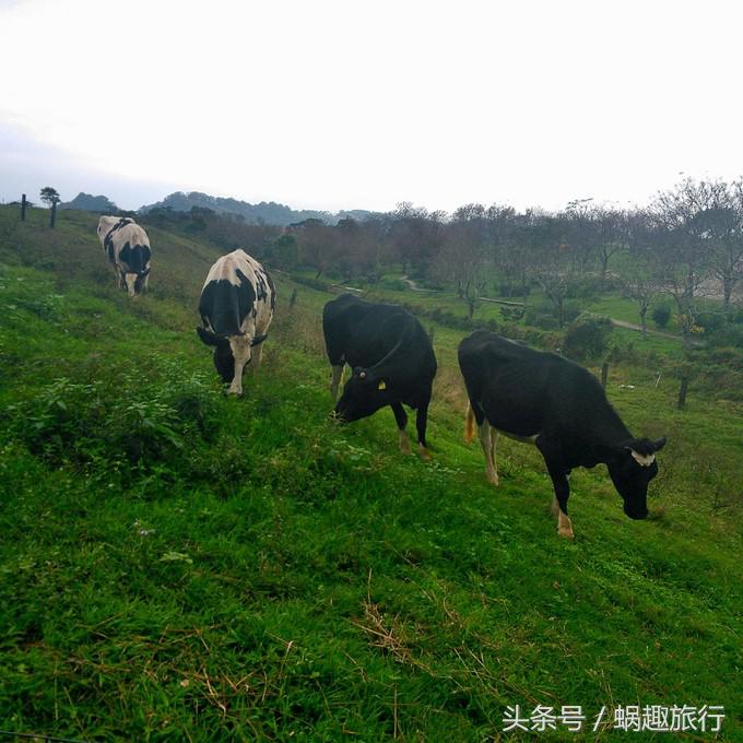 去台湾跟团游还是自由行,第一次去台湾跟团好还是自由行好