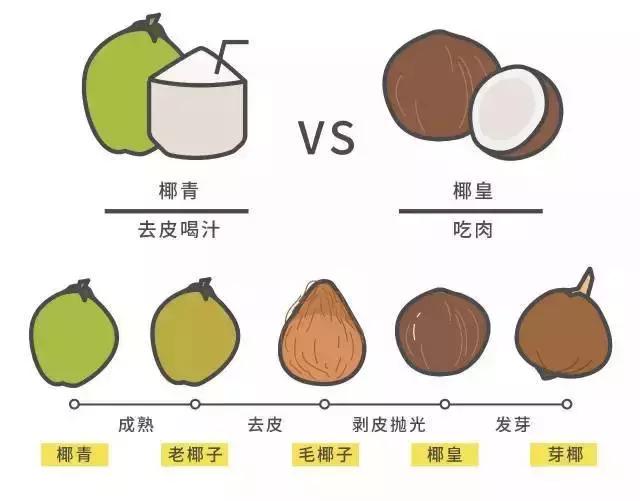 海南人才知道的水果,揭秘海南椰子