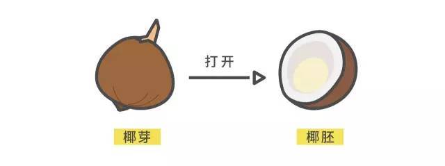 海南人才知道的水果,揭秘海南椰子