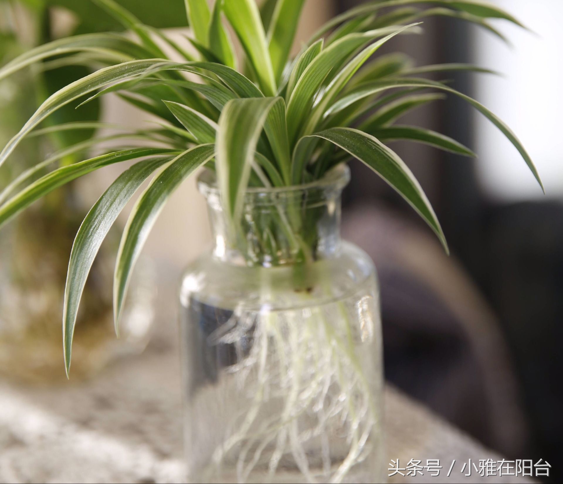 水培牡丹吊兰绿油油不黄叶,吊兰需要水培到长根后再栽土里吗