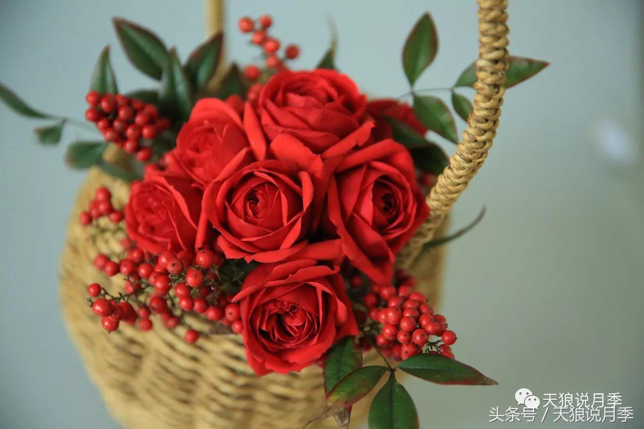 月季都有什么好品种,月季有什么好的品种