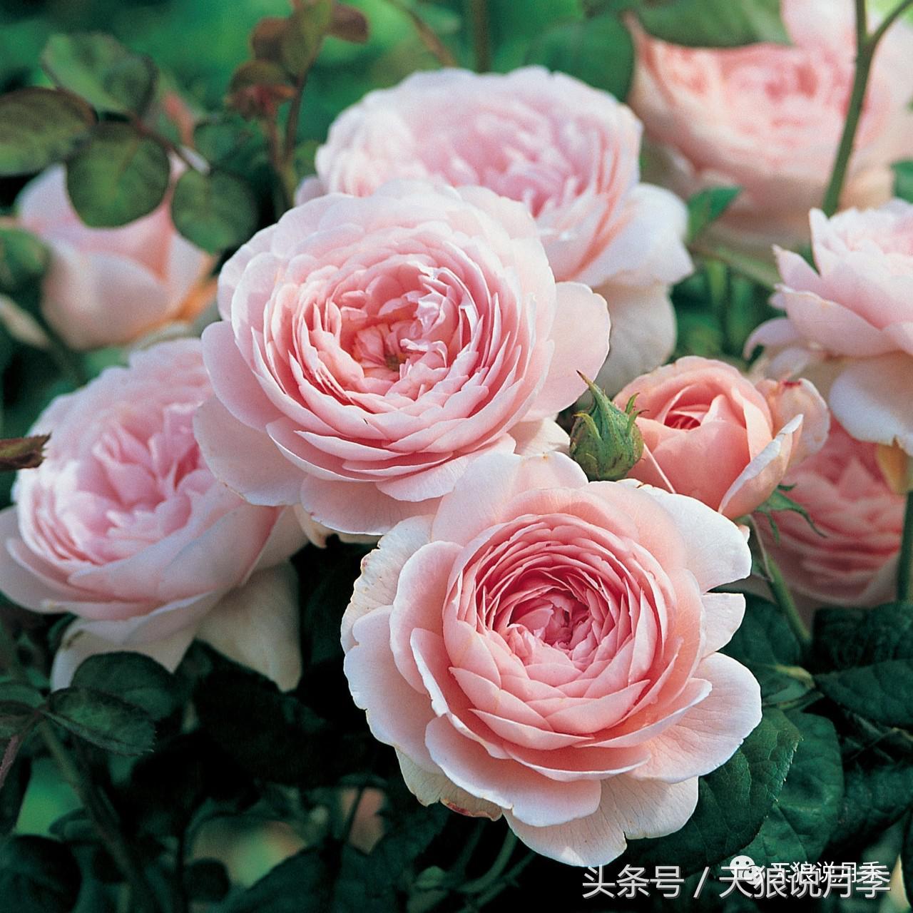 月季都有什么好品种,月季有什么好的品种