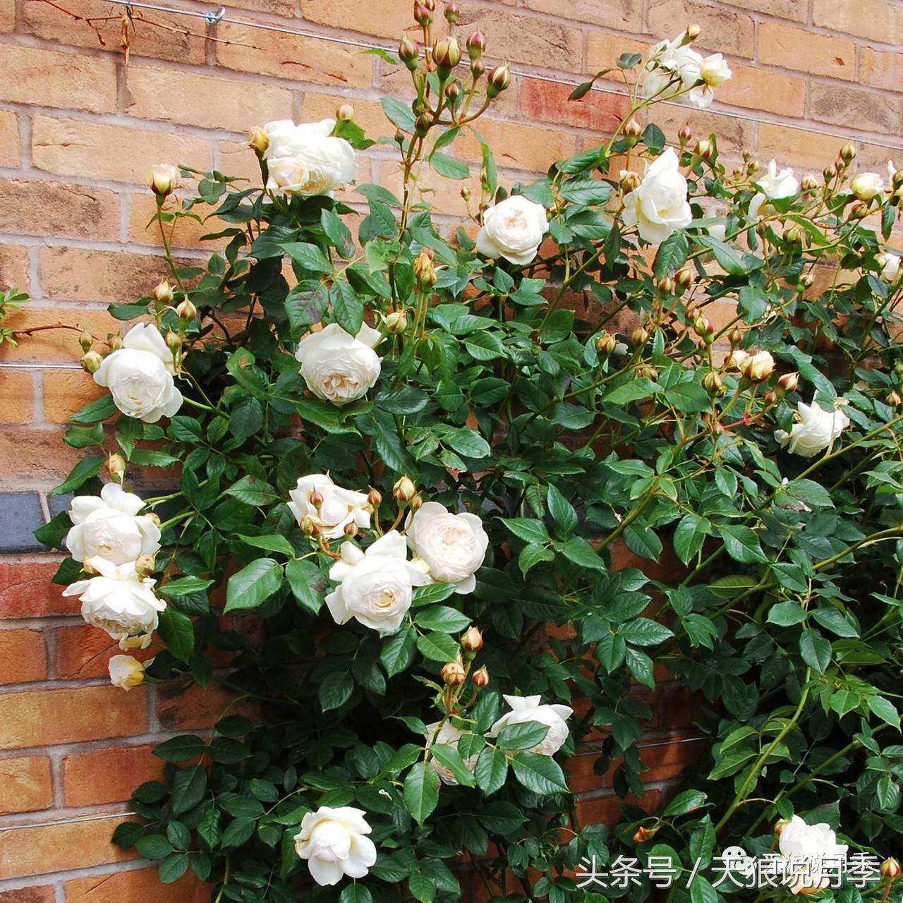 月季都有什么好品种,月季有什么好的品种