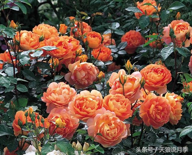 月季都有什么好品种,月季有什么好的品种