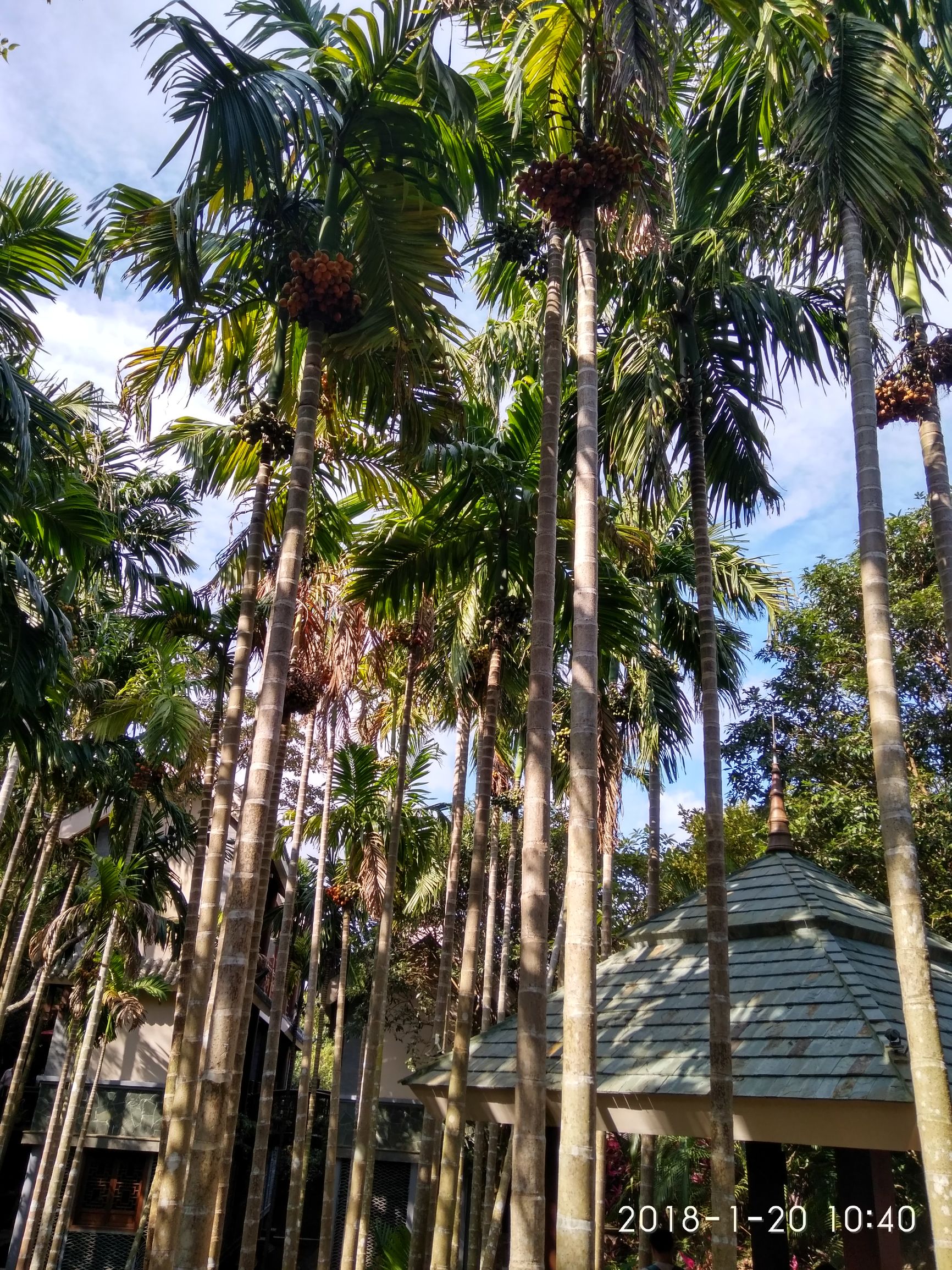 三亚亚龙湾热带天堂森林公园,三亚游玩攻略亚龙湾森林天堂