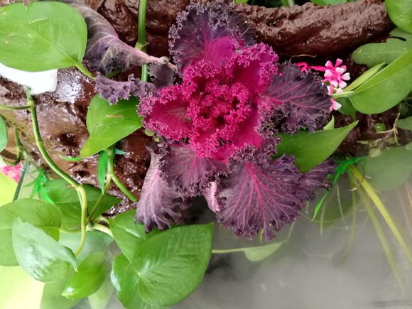 缸小养龟怎么造景,养龟小缸造景图片