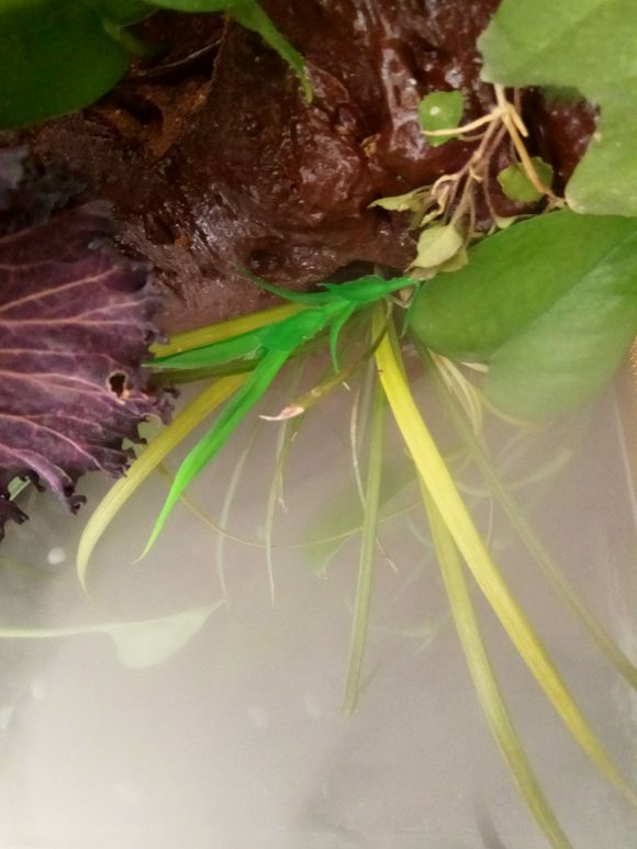 缸小养龟怎么造景,养龟小缸造景图片