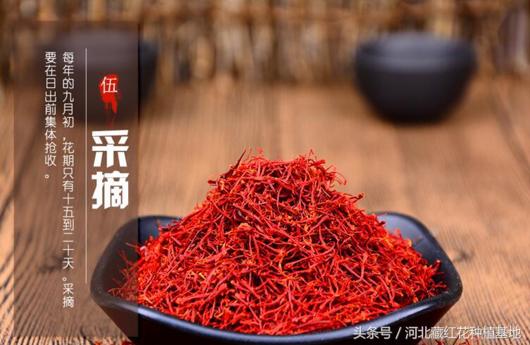 藏红花种球哪里购买,买藏红花要关注什么