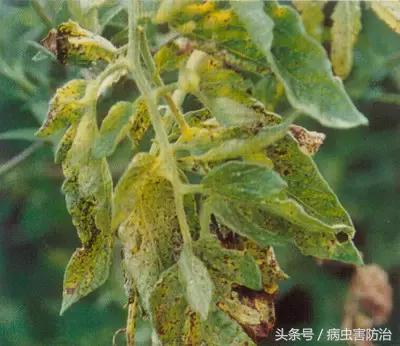 番茄褐斑病怎么治疗效果最好,番茄褐斑病是真菌还是细菌