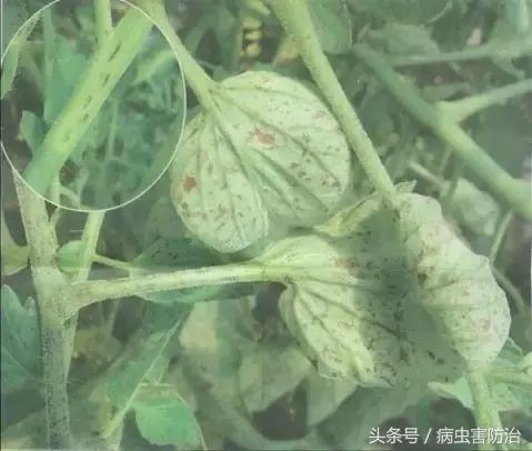 番茄褐斑病怎么治疗效果最好,番茄褐斑病是真菌还是细菌