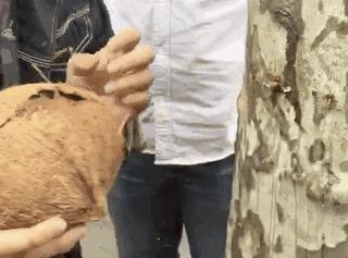 海南人才知道的水果,揭秘海南椰子