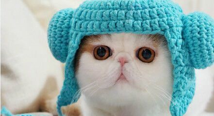 六件会惹毛猫咪的事情，你们做过吗？