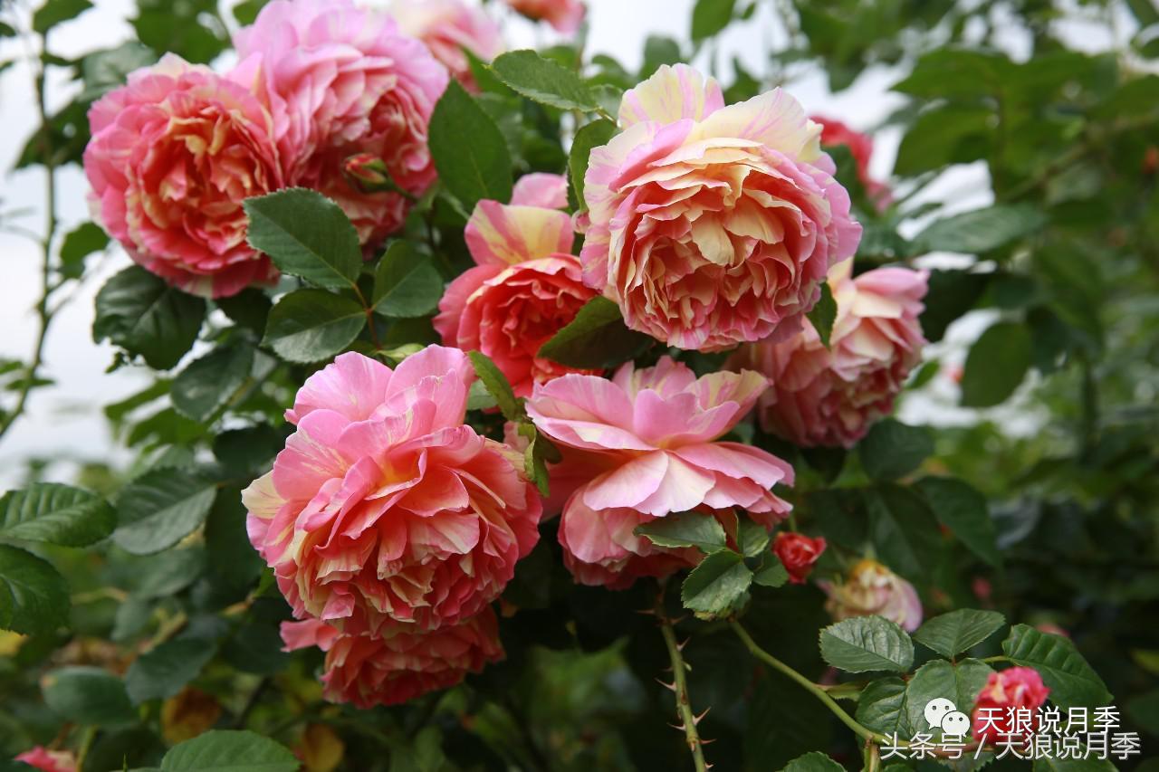 月季都有什么好品种,月季有什么好的品种