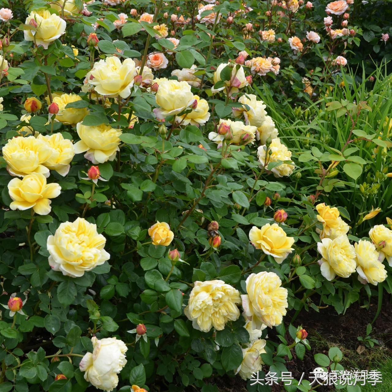 月季都有什么好品种,月季有什么好的品种