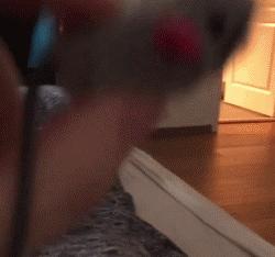 猫的外表特征,公的缅因猫有多帅