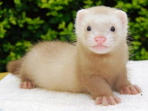 你适合养什么宠物小测试,你知道你自己最合适养什么宠物吗