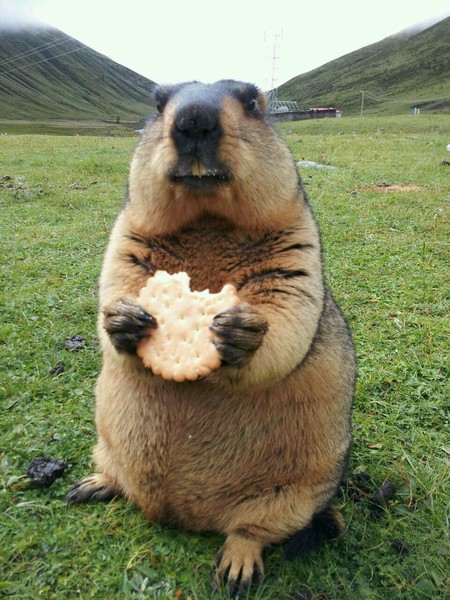 你适合养什么宠物小测试,你知道你自己最合适养什么宠物吗