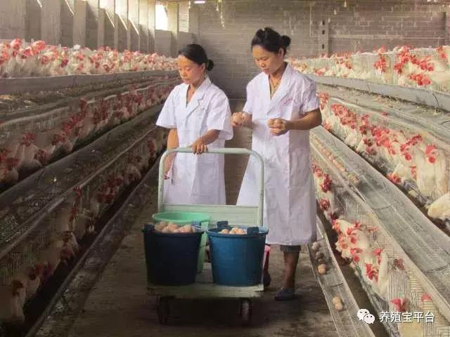 养鸡需要打哪些疫苗,养鸡神药到底是什么