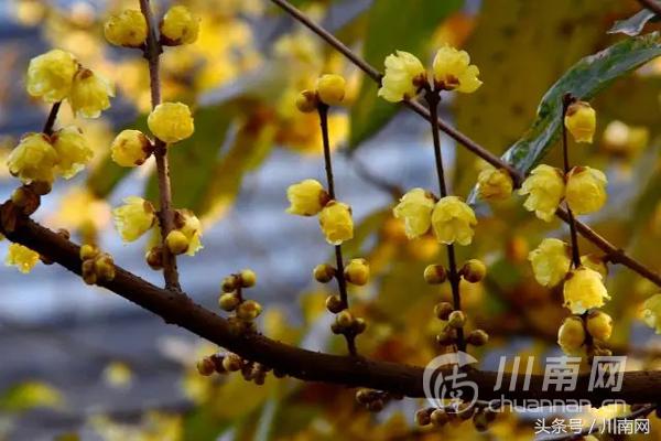 泸州看腊梅,又是一年赏梅季泸州梅花哪里赏
